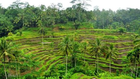 Sistem Subak irigasi sawah Bali